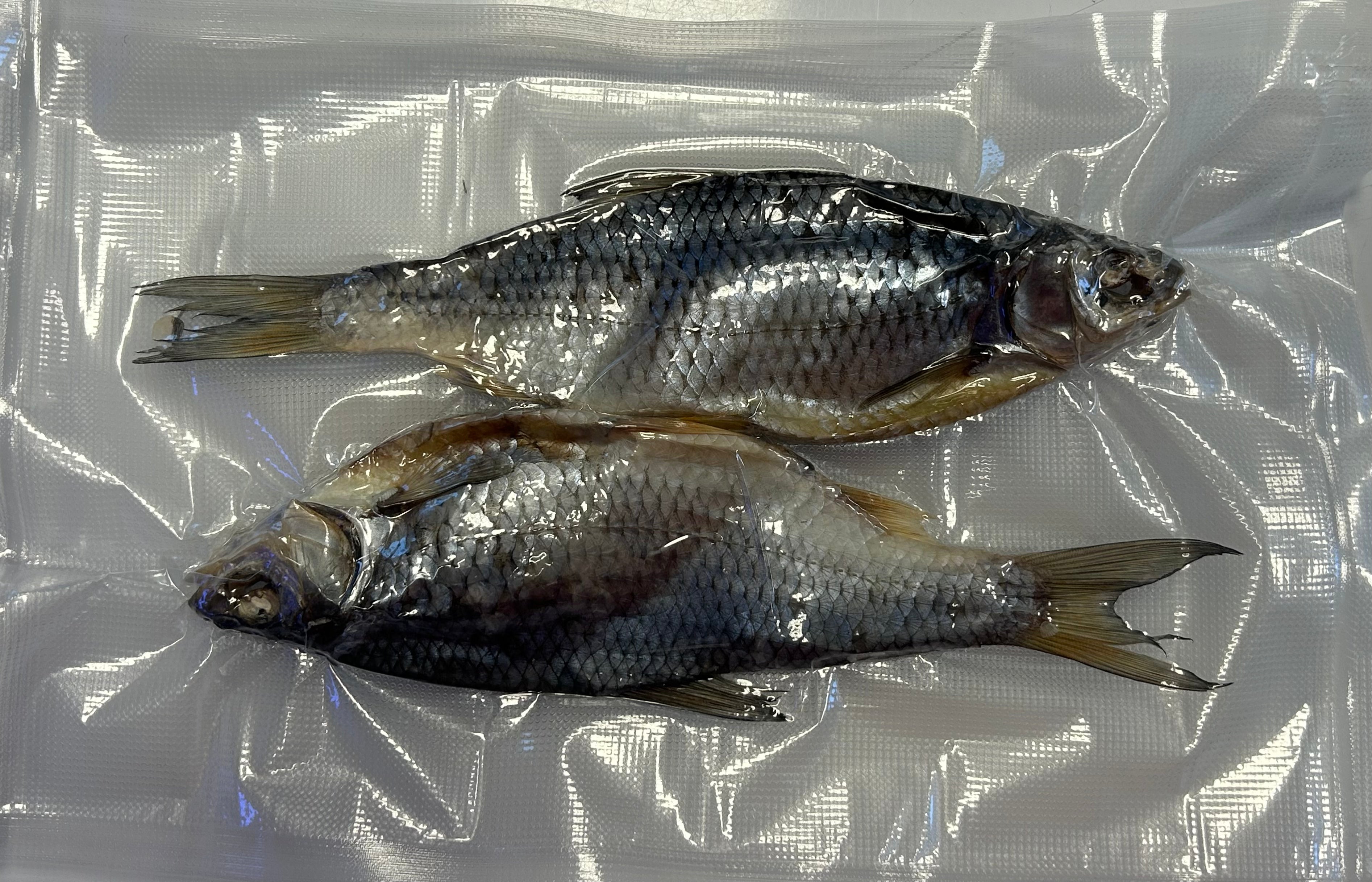 Płoć suszona (Плотва вяленая)